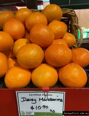 Buy Mandarin Daisy Fruit Tree - Citrus reticulata