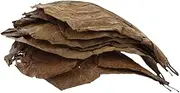 Premium Grade Indian Almond Leaves Size Medium 10 Leaves 26x15cm
