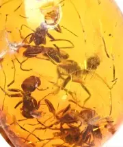 Swarm of Ants, Fossil insect inclusion in Dominican Amber