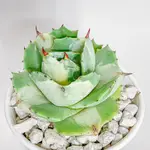 『SUCCULENTS』王妃雷神白中斑⚡️