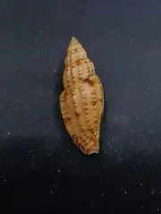 Lyria boholensis sea shell. 66mm Collector #11917