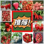 🍓【免運大熱銷】香甜草莓種子 一元一粒 超低價 四季草莓 奶油草莓 白草莓種子 四季水果種子 高產種植 耐寒耐熱 盆栽陽