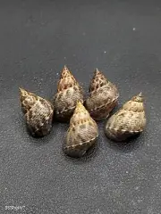 5 x Littoraria angulifera land snails. Sea shell. home collectors #7088