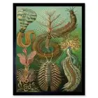 Nature Biology Millipede Ernst Haeckel Germany Vintage 12X16 Inch Framed Print