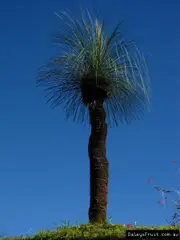 Buy Grass Trees native to Australia For Sale (Xanthorrhoea glauca)