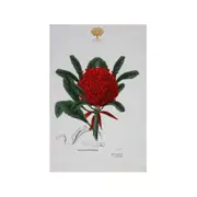 Maxwell & Williams Royal Botanic Garden Cotton Tea Towel Dish Cloth Telopea