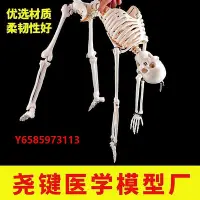 在飛比找Yahoo!奇摩拍賣優惠-模型人體結構模型玩具骷髏骨架學解剖骨骼骨架可拆卸內臟骨頭兒童
