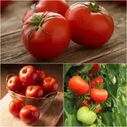Tomato - Burnley Bounty seeds