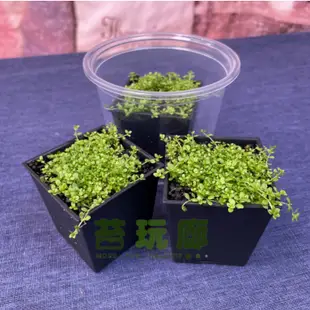 【苔玩廊】迷你矮珍珠 （水上葉）- 人工繁殖 苔蘚 微景觀 生態瓶 水陸缸 雨林缸 水草缸 素材｜趴地珍珠草