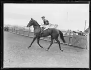 Jockey astride racehorse Winooka NSW October 1931 1 Old Photo