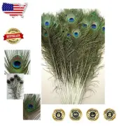 Natural Peacock Feathers 45-50'' - 25 Pcs, Elegant Touch for Every Occasion