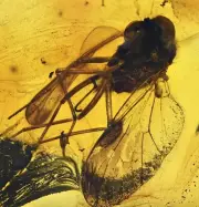 Amazing Eye Facets! Rhagionidae (Snipe Fly), Fossil Inclusion in Baltic Amber