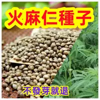 在飛比找蝦皮購物優惠-💥💥【免運大熱銷】【火麻仁種子】🔥正宗火麻仁 中藥材火麻子 