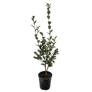 140mm Camellia With Love - Camellia sasanqua