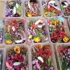 1 Box Mix Natural Dried Flowers Scrapbooking Decor DIY Epoxy Mold Filling Cr`fb