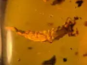 A101 BU612 Raphiddioptera larva in Burmese Amber Burmite 99mya