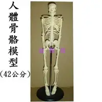 在飛比找Yahoo!奇摩拍賣優惠-益智城新館《教學人體模型/小型骨頭模型/小骨骼模型/人骨頭模