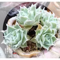 在飛比找蝦皮購物優惠-白合錦藍絲絨多肉種子 多肉種子 白合錦×藍絲絨多肉 名貴種子