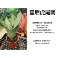 在飛比找蝦皮購物優惠-心栽花坊-皇后虎尾蘭/超取易折損/銀皇后虎皮蘭/銀后虎尾蘭/