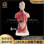 現貨 熱賣 人體模型解剖心臟模型大腦人體結構模型醫學器官軀干教學內臟模特 人體模型 器官模型 詳細 標註 教學模具