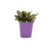 85mm Ajuga Tuff N Tidy - Ajuga hybrid