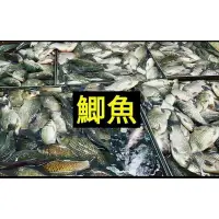 在飛比找蝦皮購物優惠-新鮮冷凍鯽魚，公的，沒有蛋，可加15元，買豆瓣煮魚