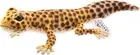 BH8140 HANSA Leopard Gecko 26