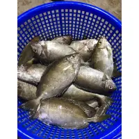 在飛比找蝦皮購物優惠-澎湖野生海魚～青嘴魚、赤筆魚、黑點、黃雞魚、臭肚魚、紅目空、