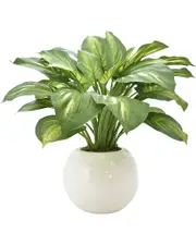 Creative Displays Green Hosta Plant