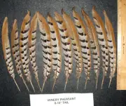 12 Beautiful Venery Pheasant Tail Feathers 8"-12" length
