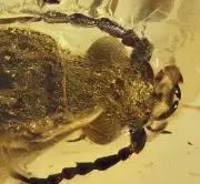Cerambicidae (Longhorn Beetle), Fossil insect inclusion in Burmese Amber