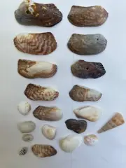Various All natural 45 shells and snails sea shells, beach