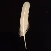 Goose Pointer Feathers 10 grams - Ivory