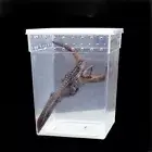 Spider Ants Lizard Living Box Insect Feeding Box Reptile Habitat Hatching Tank