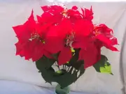 19" WATERTIGHT RED POINSETTIA (x6 STEM) ARTIFICIAL FLOWERS TAPSCOTTS M-1000