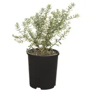 330mm Rosemary Wynyabbi Gem - Westringia fruticosa
