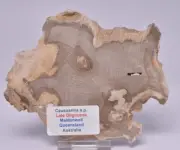 CASUARINA PETRIFIED FOSSIL WOOD, late Oligocene, Queensland Australia S1039
