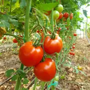 Tomato - Graf Zeppelin seeds