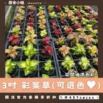 【晨安小姐】3吋 彩葉草｜新手植栽｜耐熱草花│色彩豐富│園藝觀賞植栽│綠化環境