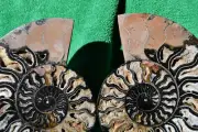 Dinosaur PAIR BLACK Ammonite 1 IN 100 XXXXLG 200mm 110myo FOSSIL 8.0" a3746xx