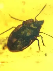 Ricinulei burmite Cretaceous Amber fossil dinosaurs era