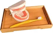 TOPPERFUN 1 Set Child Teeth Model Abs Material Education Brushing Aid Standard Tooth Model for Kids