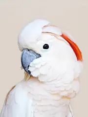 Salmon Crested Cockatoo Poster