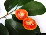Bur Kwai Muk Richmond Fruit Tree - Artocarpus hypargyreus
