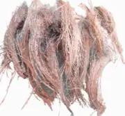Coconut Husk Fiber Coir for Orchid, Anthurium & plants growing in trees