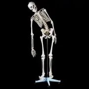 Flexible 180cm Tall Human Skeleton Model - Life Size Anatomical Medical Anatomy