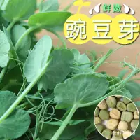 在飛比找蝦皮購物優惠-🍓台灣💋四季可種  蔬菜種子 豌豆苗種子無須豌豆苗種籽 豌豆