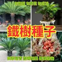 在飛比找蝦皮購物優惠-🔥鐵樹種子🍓精選種籽 四季常青 蘇葉鐵樹種子 庭院高桿多頭觀