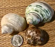3 - 1-7/8" to 2-3/4" POLISHED TURBO SEA SHELLS, Hermit Crab or Collection