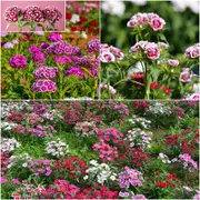 Sweet William - Wee Willie Dwarf Mixed seeds